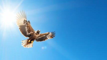 Naklejka premium Majestic eagle soaring high in bright blue sky, wings spread. Sunlight streams