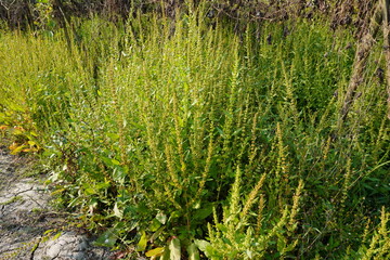 A close-up of Epazote, also known as Dysphania ambrosioides, a leafy herb, the plants are full with seed heads 