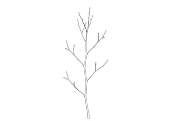 Obraz premium A Single Bare Branch Against White Background: Minimalist Nature Photography