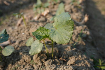 The okra seedling in close-up on the ground against a blurry background 
