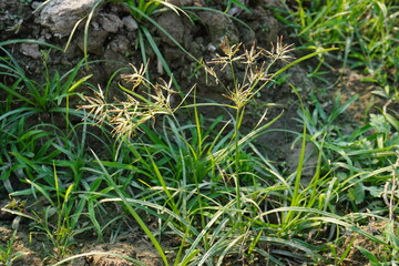 The nutgrass along with its seed heads on the soil 
