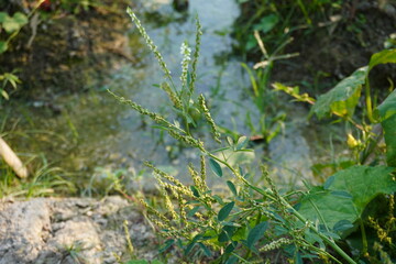 The seed head of the Achyranthes bidentata in close up 
