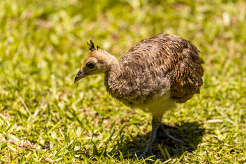 Wild turkey chick (Meleagris Gallopavo)	