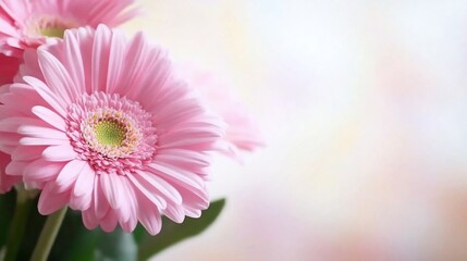 Obraz premium Pink gerbera daisies against a soft, blurry pastel background
