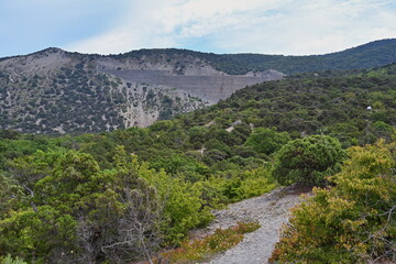 Trees and bushes in the Utrish Nature Reserve