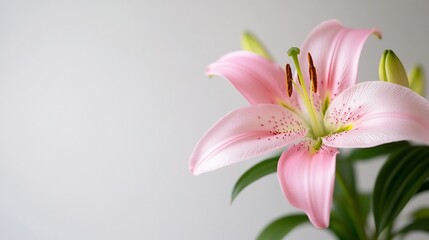 Fototapeta premium Pink Lily flower with details and green foliage