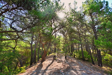 Summer morning in a pine mountain forest near Kabardinka