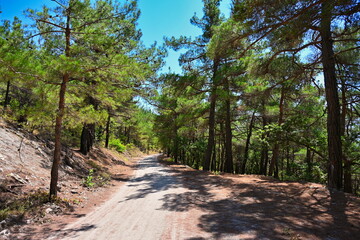 Dirt road through the coniferous forest near Gelendzhik