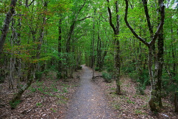 Path to the misty forest thicket near Gelendzhik