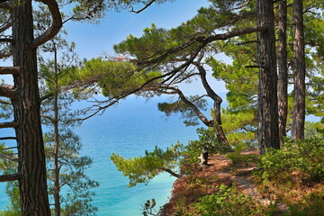 Picturesque pine tree on the edge of a cliff