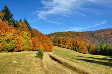 Sunny autumn landscape with colorful trees on a slope with dry grass and wooded mountains under blue sky. Enjoy the splendor of nature's vibrant colors.