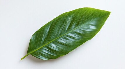 Obraz premium Single, glossy, large green leaf on white background, veins visible