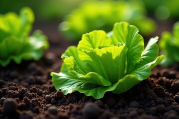 Green lettuce leaves being carefully picked from the earth , organic, plant, hands