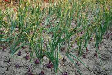 The onions are ready for harvest, field got cracked due to lack of water 