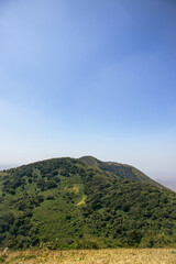 A tree blown by the wind on top of a hill on a windy clear sky day