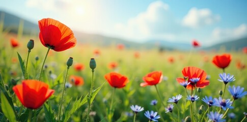 Fototapeta premium Vibrant poppy and cornflower meadow, summer bloom , flora, poppies, green