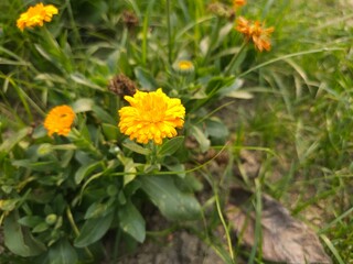 yellow dandelion flower