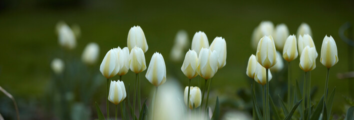Tulips, garden nature and peace in botany, eco friendly environment and grass for growth. Forest, flowers blooming and public park for horticulture plants, sustainable wildlife and woods on banner