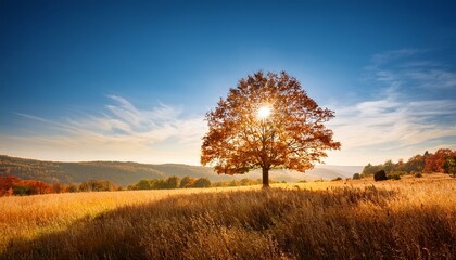 Obraz premium a lonely autumn tree in a meadow sunlight breaks through its branches