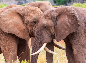 Telephoto of two African Elephant -Loxodonta Africana- engaging in an affectionate embrace in front of the Ewaso Ngiro river in the Samburu National Reserve, Kenya