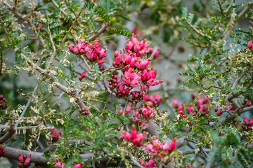 Obraz premium The deep red, paniculate or racemose inflorescences of Schotia afra Thunb. (Genus of legumes). It occurs in southern Africa. The seeds are edible either green, or mature.