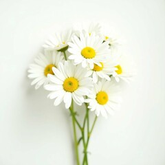 Obraz premium daisy-isolated flower