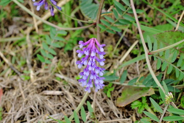 ナヨクサフジ咲く道端、紫の小さな妖精たち