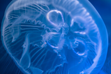 水中を漂うクラゲ