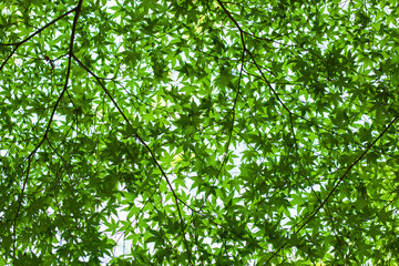 green leaves background