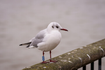 Black-headed Gull bird, Chroicocephalus ridibundus with ring.