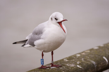 Black-headed Gull bird, Chroicocephalus ridibundus with ring.
