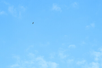 Blue sky background and white clouds soft focus, pastel sky. A bird of prey in the sky