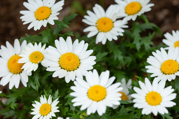 white daisies in a field