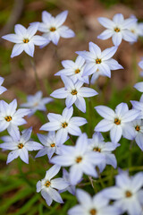 white flowers in the garden