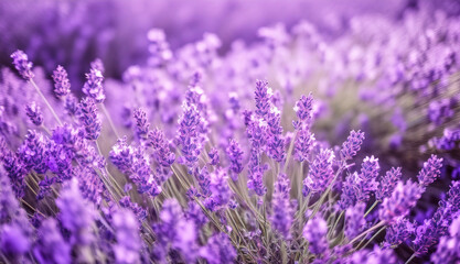 Vibrant Lavender Field in Full Bloom