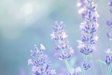 Obraz premium A cool mint and lavender gradient background. Featuring mint tones transitioning into lavender