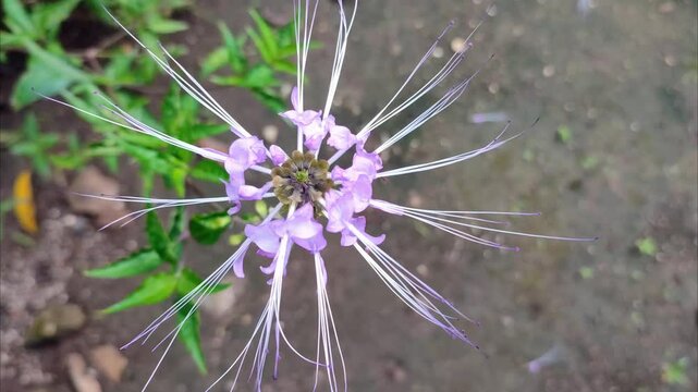 aristatus flower plant