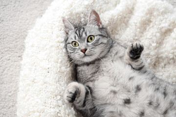 Grey striped cat lying on soft plaid, top view
