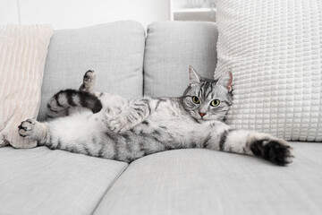 Grey striped cat lying on sofa