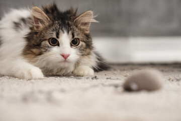 Fluffy cat with toy mouse at home