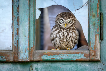 Little owl ( Athene noctua ) close up