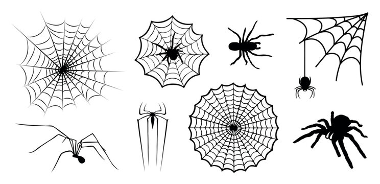 Spider and spidernet vector icon illustration