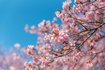 美しく満開に咲き誇る河津桜と青い空