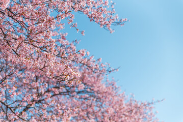 美しく満開に咲き誇る河津桜と青い空