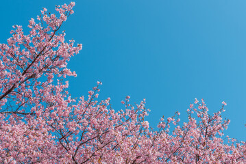 美しく満開に咲き誇る河津桜と青い空