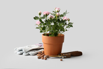 Beautiful pink rose in pot and gardening tools on white background