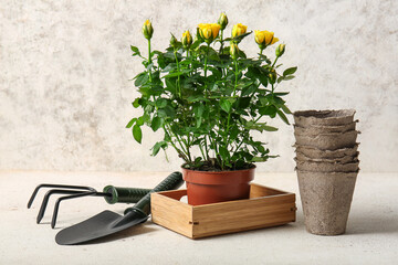 Beautiful yellow rose in pot and gardening supplies on white grunge background