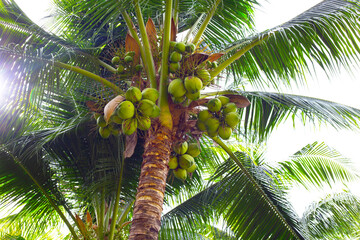 Coconut palm tree with fruit