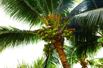 Coconut palm tree with fruit