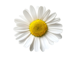 A close up image showing a single bright daisy flower